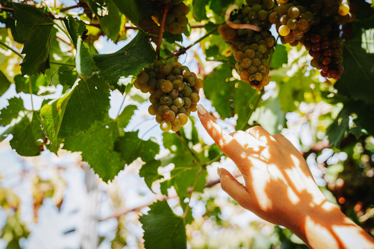 Vinprovning på VesuviusbergetStandardpris