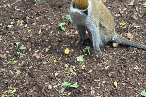 Addis Abeba: Tagestour in den Menagesha Suba Forest mit Guide