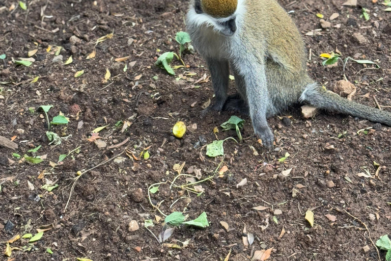 Addis Abeba: Tagestour in den Menagesha Suba Forest mit Guide