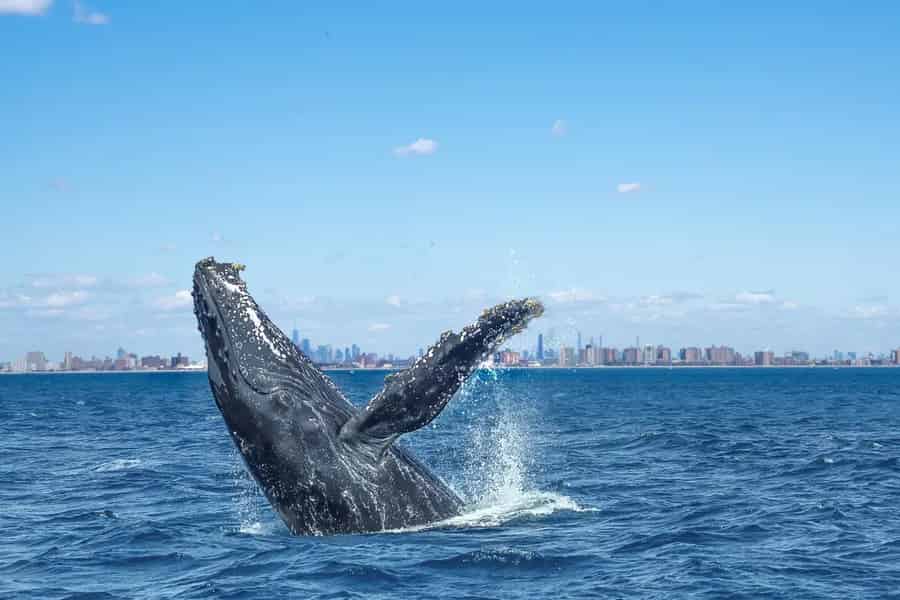 NYC: Whale-Watching-Bootsfahrt von Manhattan. Foto: GetYourGuide