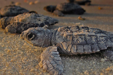 Bentota: Madu River Safari, Turtle Conservation & Beach Day