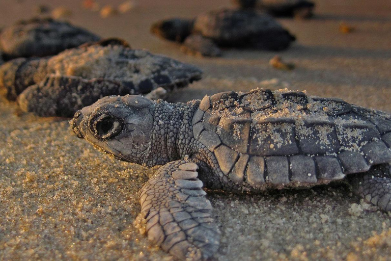 Bentota: Madu River Safari, Turtle Conservation & Beach Day