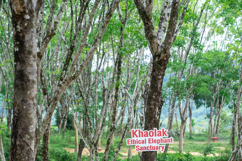 Khao Lak’s Best: Elephant Sanctuary,Rubber Tapping&Waterfall Khaolak Elephant Sanctuary Guided Tour with Hotel Transfers