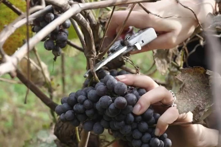 Adjara: Vineyard Tour with Wine Tasting and Lunch