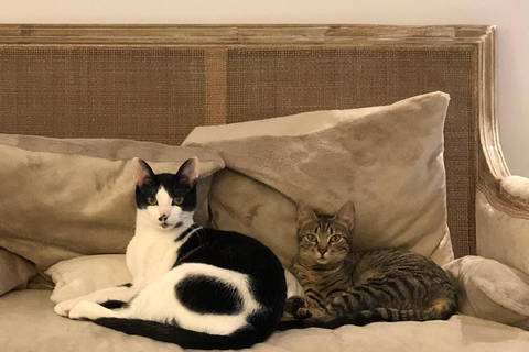 Bilbao: 1 Hour Entry Ticket to a Cat Café