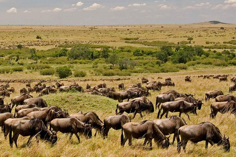 5 Days Family Tanzania Safari - Meilleur Tours Tanzania