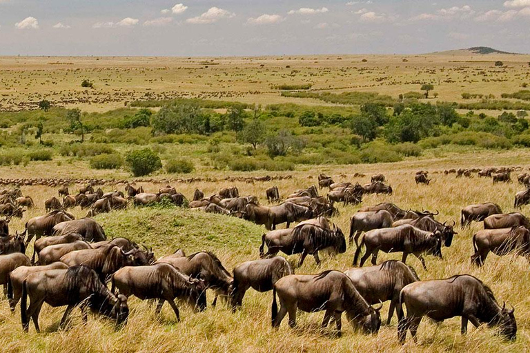 5 Days Family Tanzania Safari - Meilleur Tours Tanzania