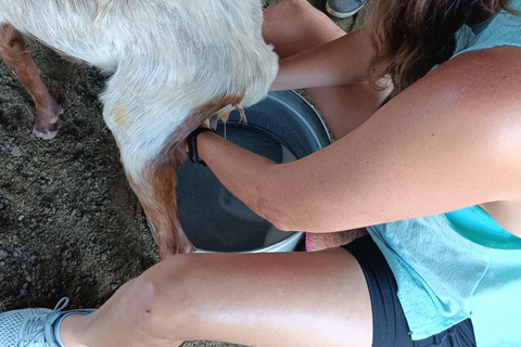 Thessaloniki: Goat Farm, Cheese Tasting & Village Life