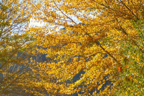 St. Martin along the Seven Lakes road San Martin by Siete Lagos up to 03 passengers