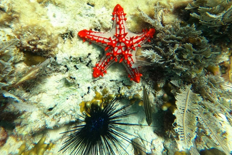 Sansibar: Blaue Lagune, Seesterne, Paje Strand und Maalum HöhleSansibar: Blaue Lagune, Seesterne, Jambiani und Maalum-Höhle