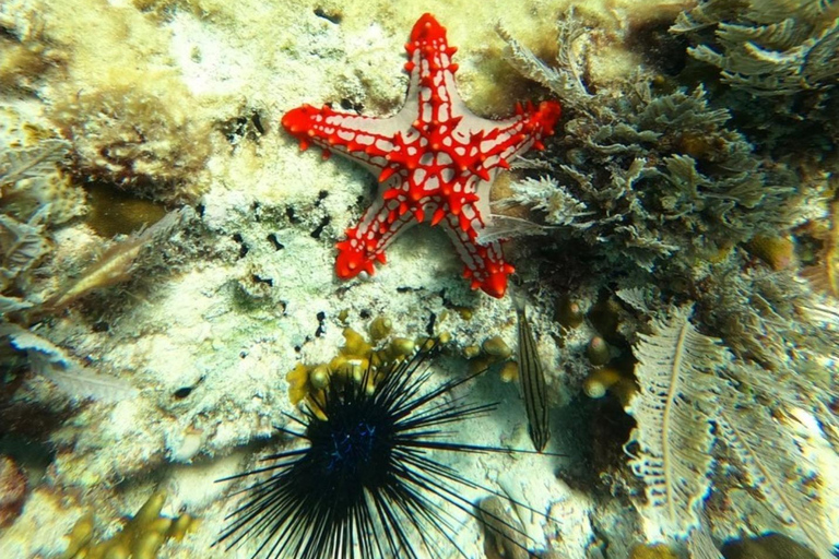 Sansibar: Blaue Lagune, Seesterne, Paje Strand und Maalum HöhleSansibar: Blaue Lagune, Seesterne, Jambiani und Maalum-Höhle