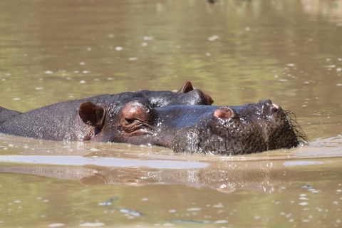 Half-Day Schotia Game Reserve (Open 4x4 Vehicle)