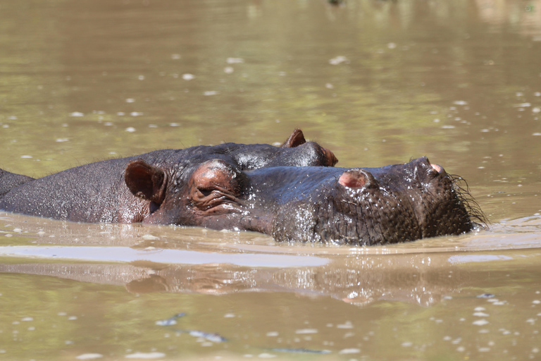 Half-Day Schotia Game Reserve (Open 4x4 Vehicle)