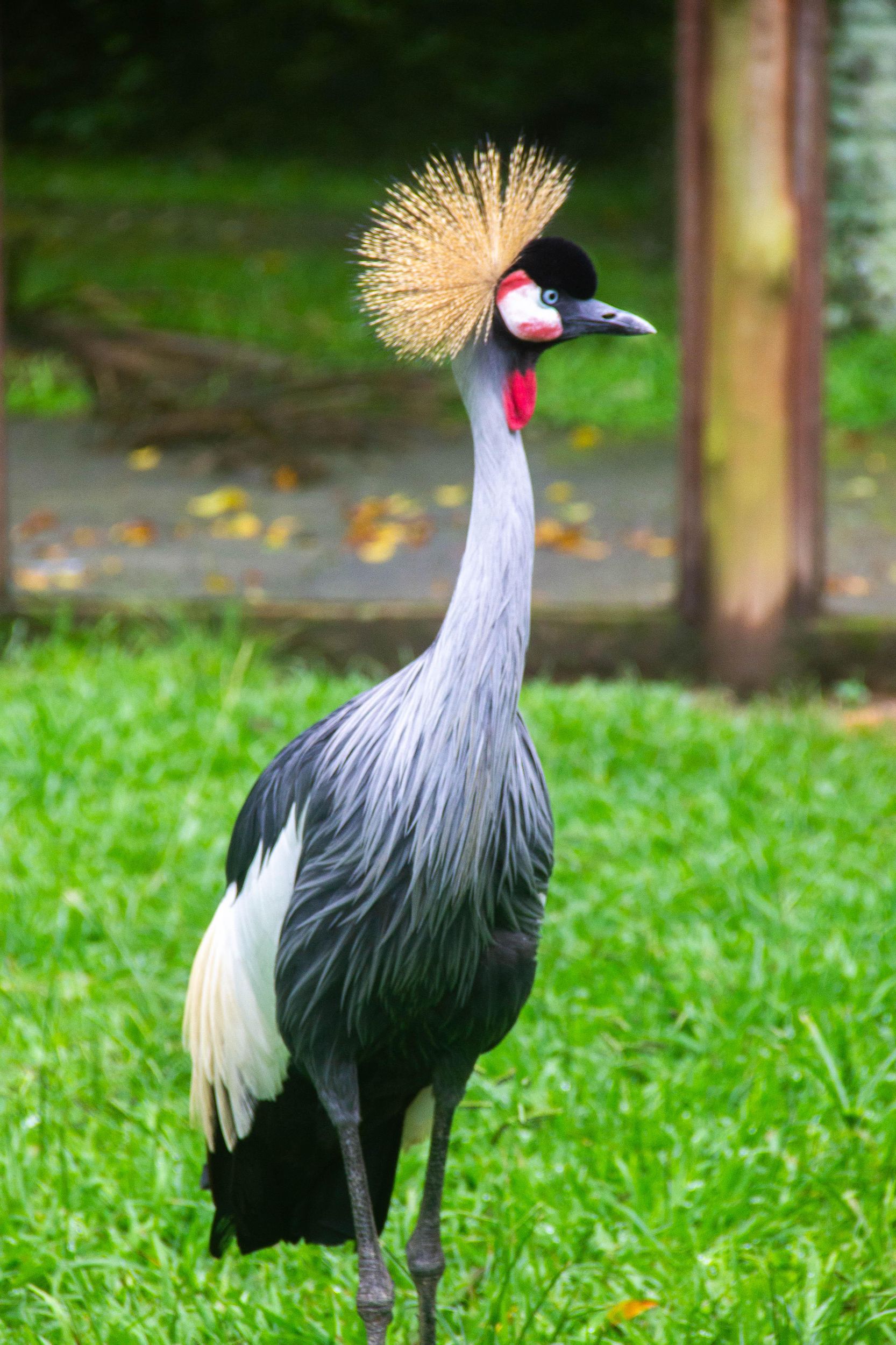 Balneário Camboriú: Eintrittskarte für den Cyro-Gevaerd-Zoo