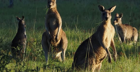 From Sydney: Australian Wildlife Safari with Lunch & Dinner