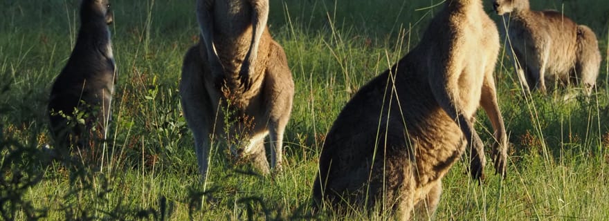 Au départ de Sydney : safari dans la faune australienne avec déjeuner et dîner