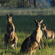 From Sydney: Australian Wildlife Safari with Lunch & Dinner From Sydney: Australian Wildlife Safari with Lunch & Dinner