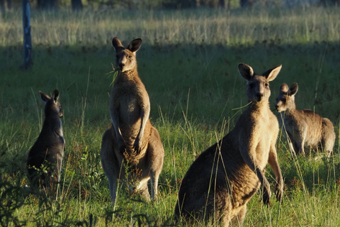 Safari med vilda djur i Sydney