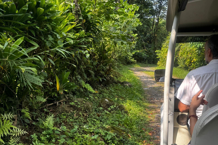 Tapachula: Argovia Coffee, Flowers, and Legacy Tour