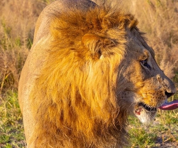 7 giorni di safari in campeggio in Tanzania
