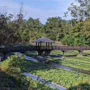 Wasabi Farm Walking Tour with Lunch