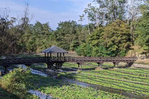 Wasabi Farm Walking Tour with Lunch - Image 3