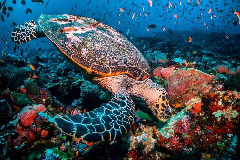 Mnemba dolfijnentour, snorkelen met schildpadden, heldere kajak