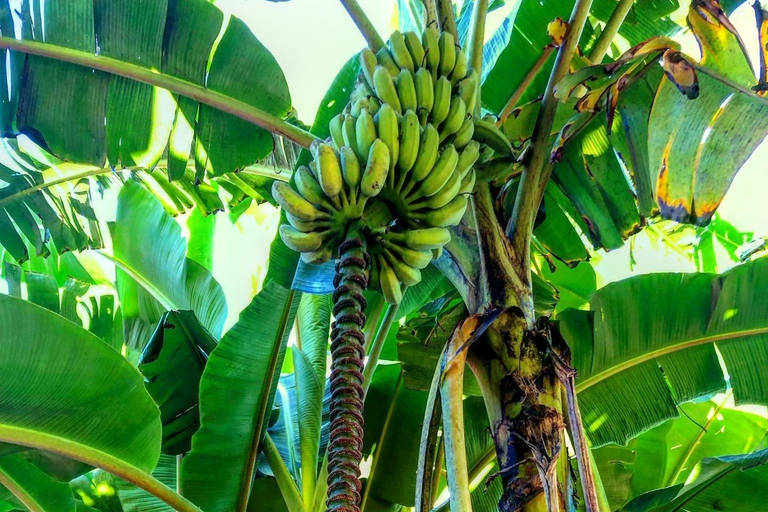 Zanzibar : Stone Town, visite des épices et de l'île prison avec déjeunerVisite privée