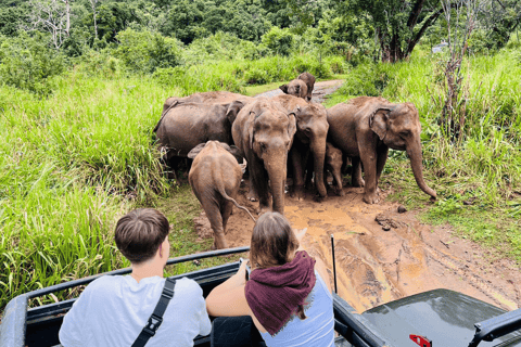 From Near Sigiriya: Minneriya National Park Safari Tour Half Day Safari Tour