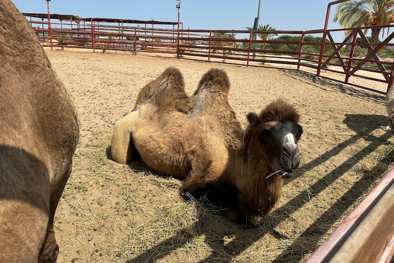 Lima: Ica Camel ride + Huacachina + "Adventure in the Desert" pool Lima: Ica Camel Ride + Huacachina + Swimming Pool "Adventure in the Desert"