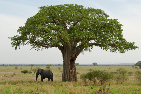 11-Days Great Wildebeest Migration Kenya & Tanzania Safari