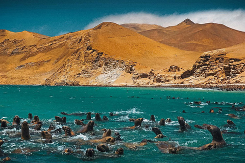 Full day in the Ballestas Islands and the Paracas