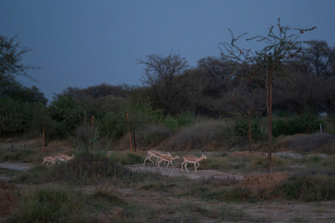 Dubai: Safari serale nel deserto con giro in cammello e osservazione delle stelleTour condiviso con vista sul tramonto