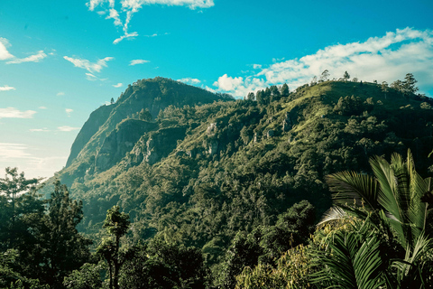 Ella: Visita guiada de um dia com visita a uma propriedade de chá