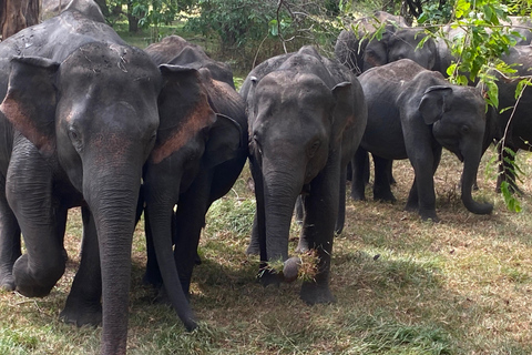 From Sigiriya: Minneriya National Park Expert Jeep Safari From Dambulla: Minneriya National Park Private Jeep Safari