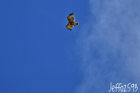 Antisana National Park - Andean Condor spotting