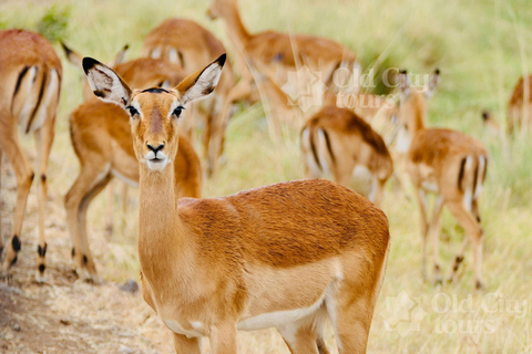 Shirvan Eco-Tour: Gazelles, Birdwatching & Village Lunch Private tour
