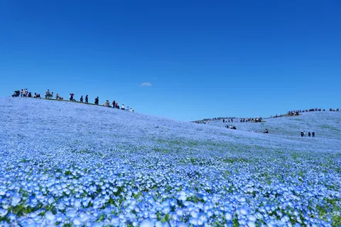 From Tokyo: Scenic Nemophila Hill & Strawberry Picking Tour