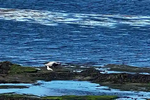 Découvrez les îles d'Aran : Aventure d'une journée au départ de Galway