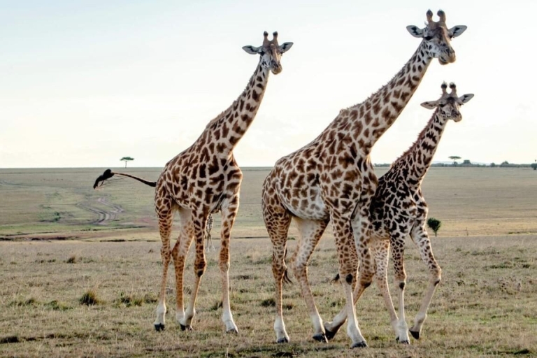 Centre des girafes, Karen Blixen et l'orphelinat des éléphants - Excursion d'une journée