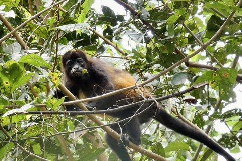 Osa Peninsula: 3-Nights in Costa Rica's Wild Rainforest