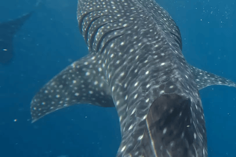 Oslob: Whale Sharks, Tumalog Falls & Sumilon Trio Adventure