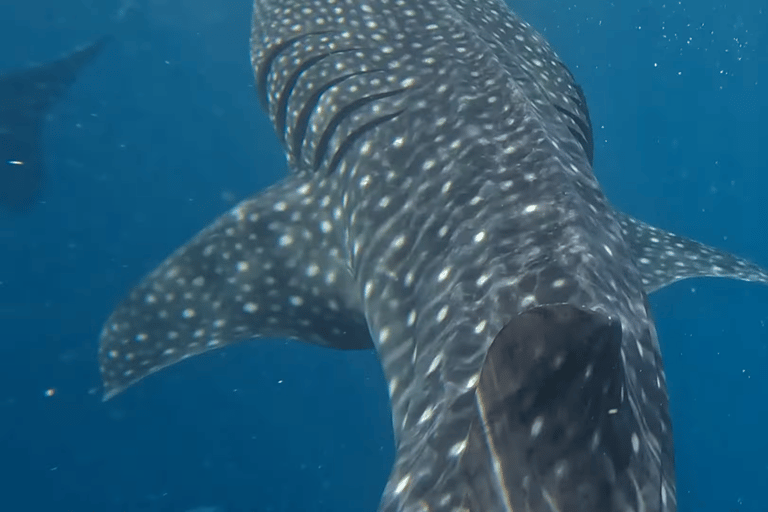 Oslob: Whale Sharks, Tumalog Falls & Sumilon Trio Adventure