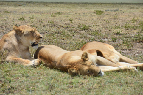 7 dni komfortowe safari średniej klasy 3 noce Serengeti