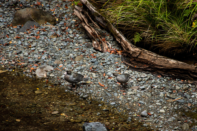 Whirinaki Forest Footsteps wandeltour met gidsWhirinaki Forest Footsteps Wandeltour met gids