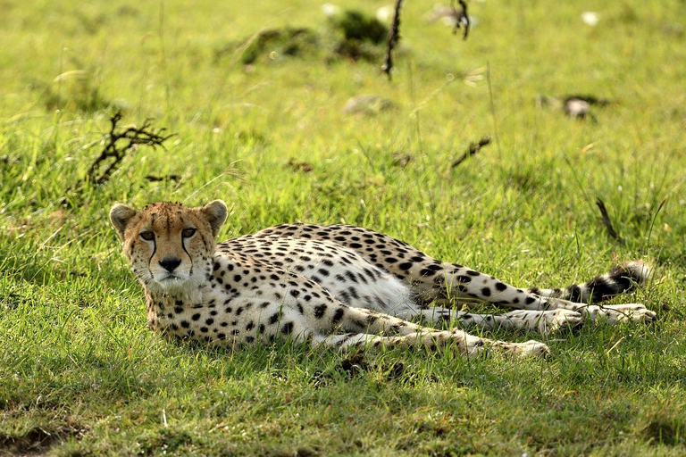 Övernattning Privat safari till Masai MaraPrivat safari med lyxigt boende i Masai Mara över natten