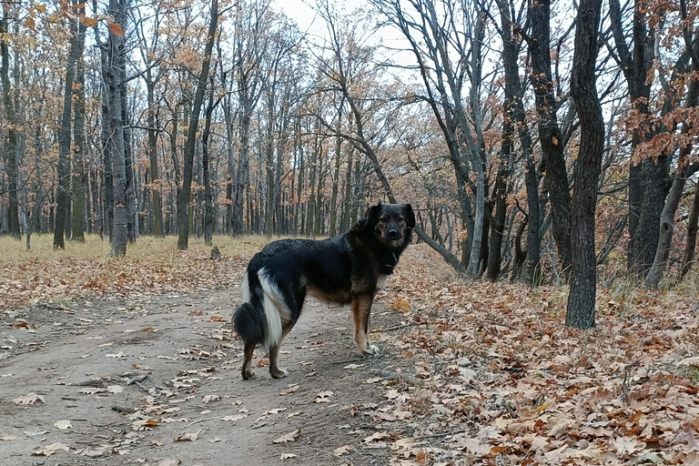 Sinaia Hike With Happy