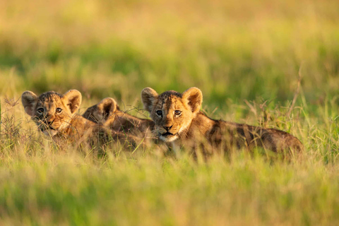 Nairobi : 3 jours d'excursion dans le parc national d'Amboseli