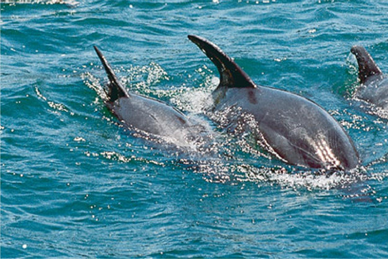 Wasini Island Dolphin Tour with Snorkeling & Lunch