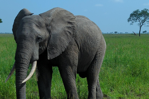 Arusha: 4 giorni di safari nel Serengeti e nel cratere del NgorongoroSafari privato